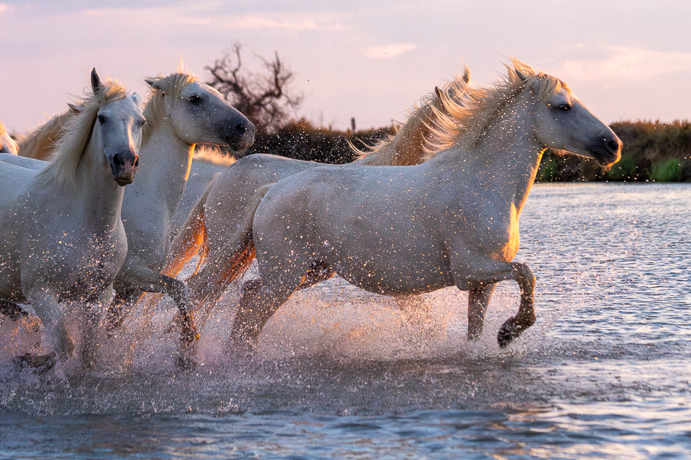 chevauchée au soleil couchant