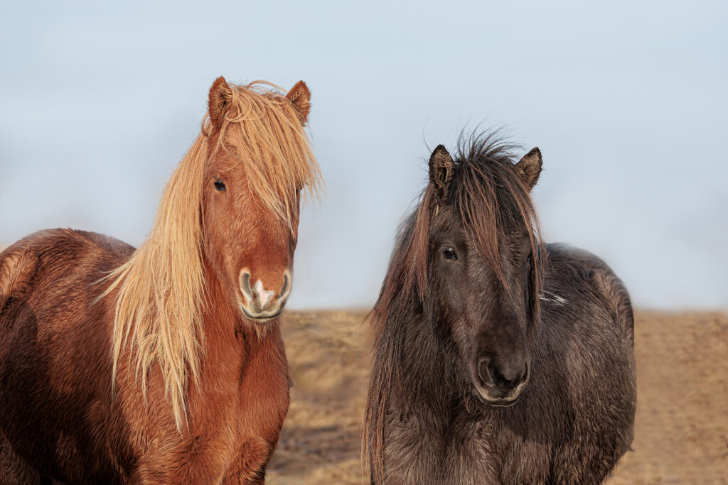 Portrait de chevaux Islandais.