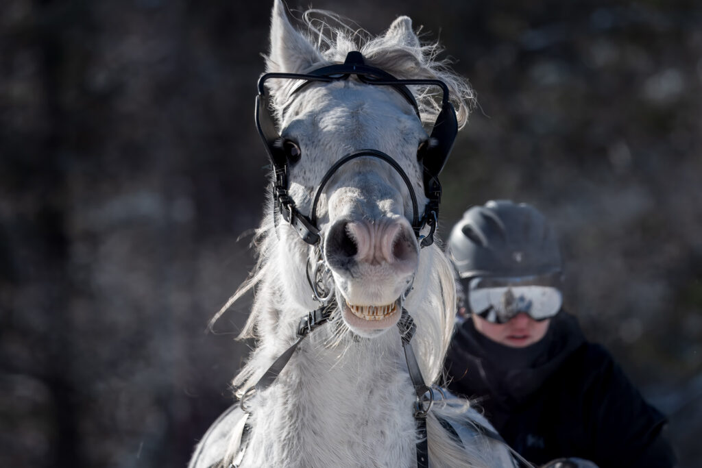 Cheval Maximizer, Derby St-Apollinaire au Québec