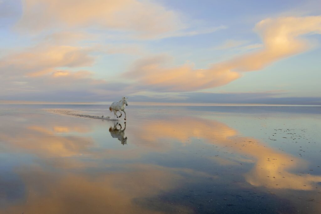 Reflets Camarguais