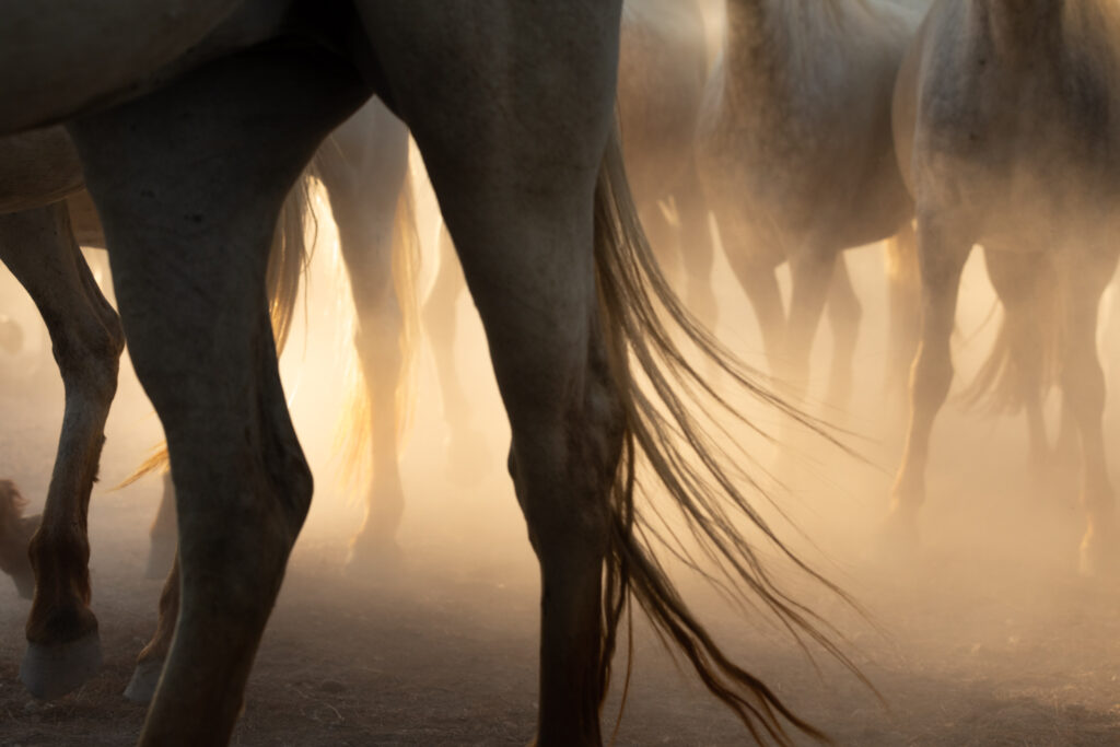 Camargues dans la tourmente