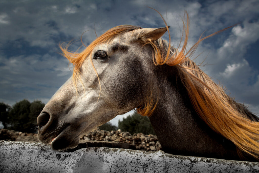 cheval-menorquin-criniere-au-vent