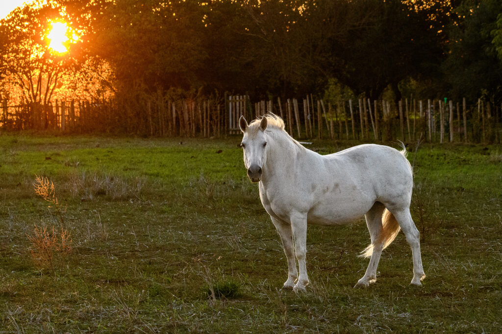 Coucher de soleil camarguais
