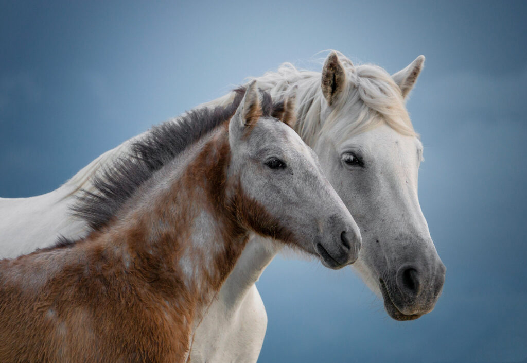 Poulains en Camargue