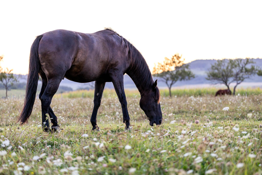 Douceur et sérénité