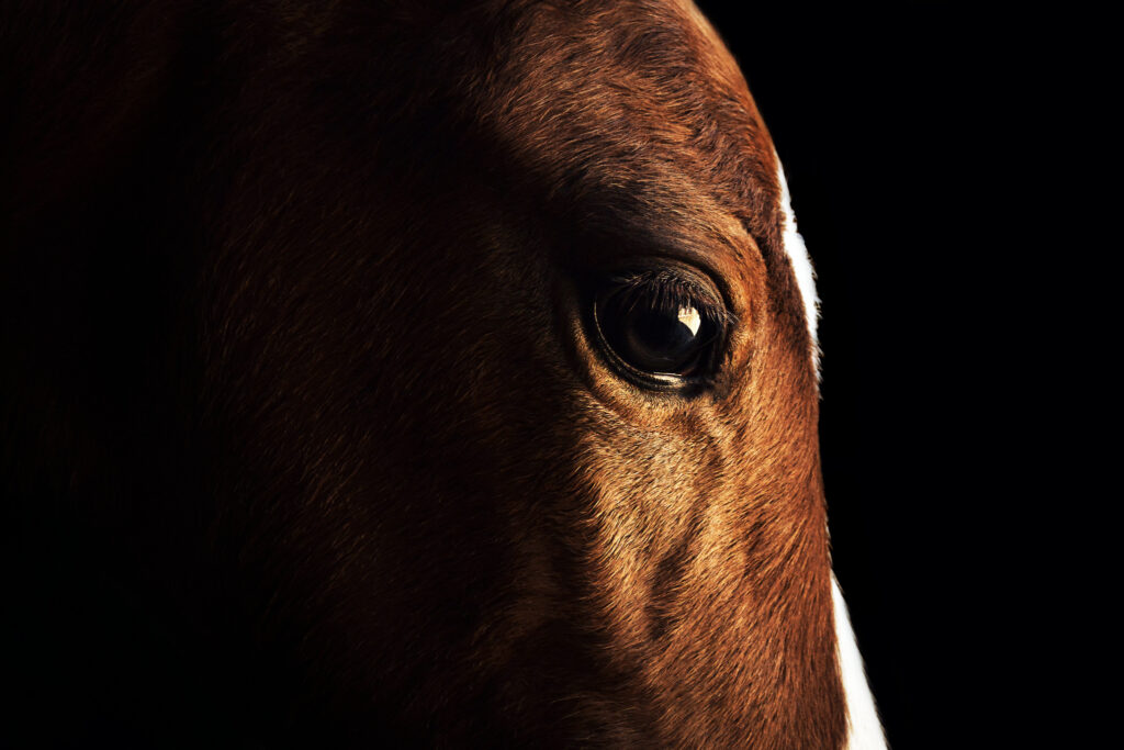 Dans ses yeux je ressens ...