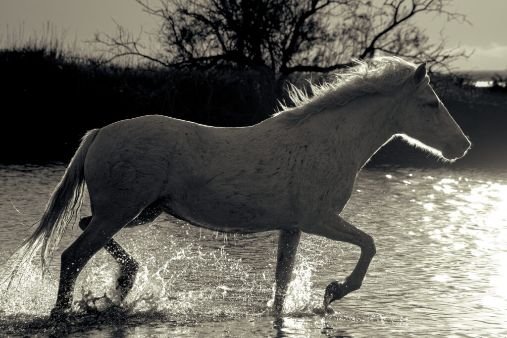 Camargue éclatante
