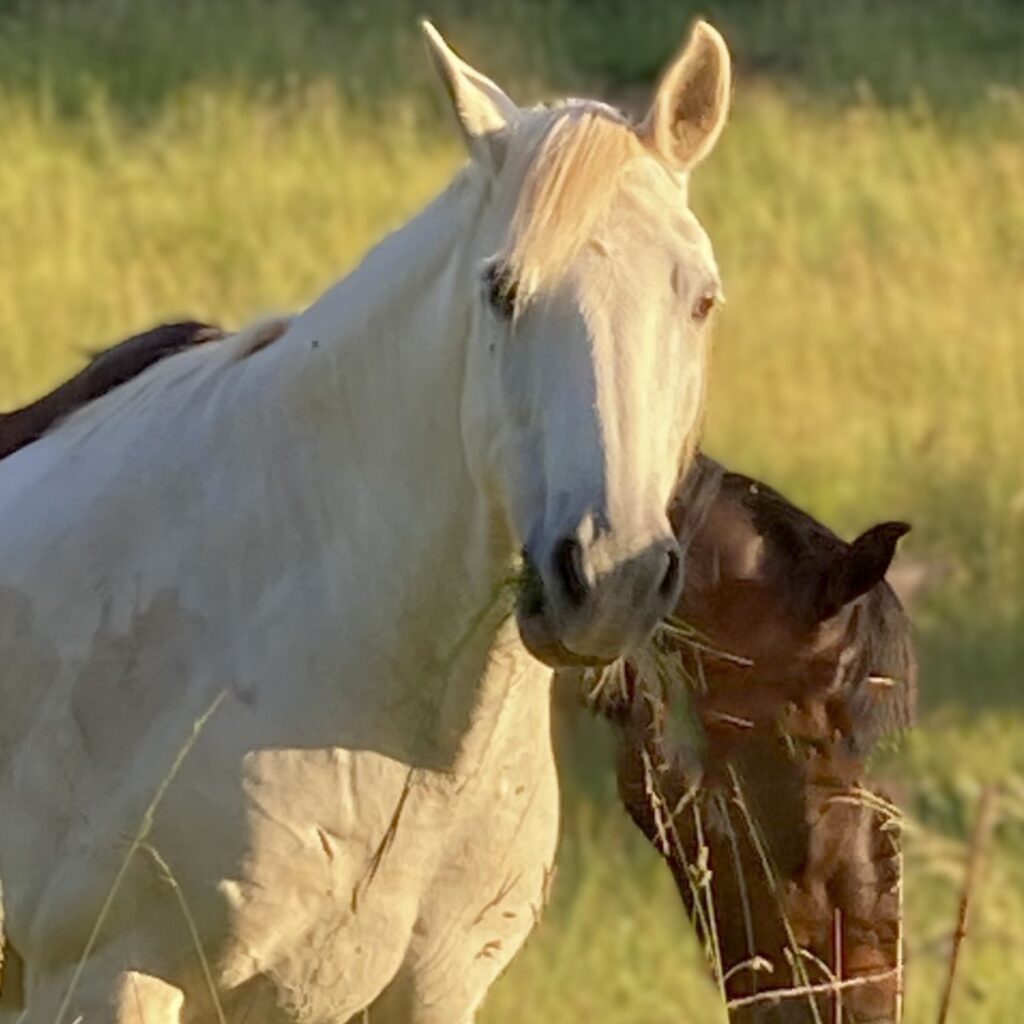Le regard du cheval blanc