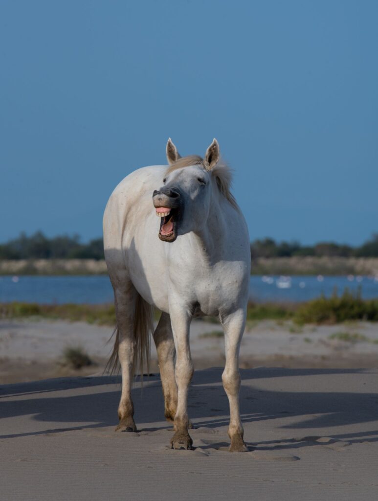 Rien ne vaut un sourire