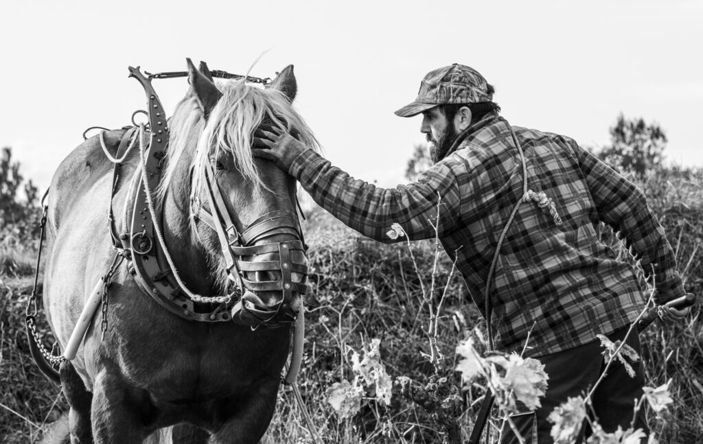 Cosinus, drôle de nom pour un cheval de trait