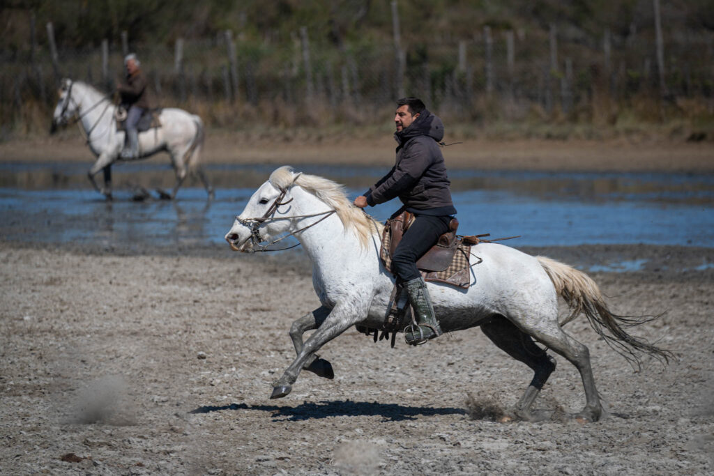 cheval et son cavalier camarguais