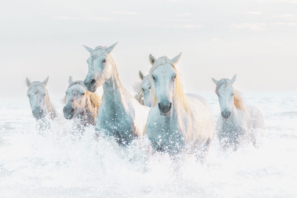 Cavalerie camarguaise