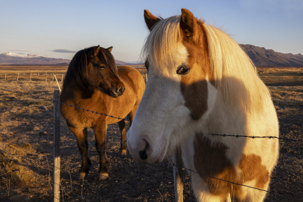 Chevaux islandais