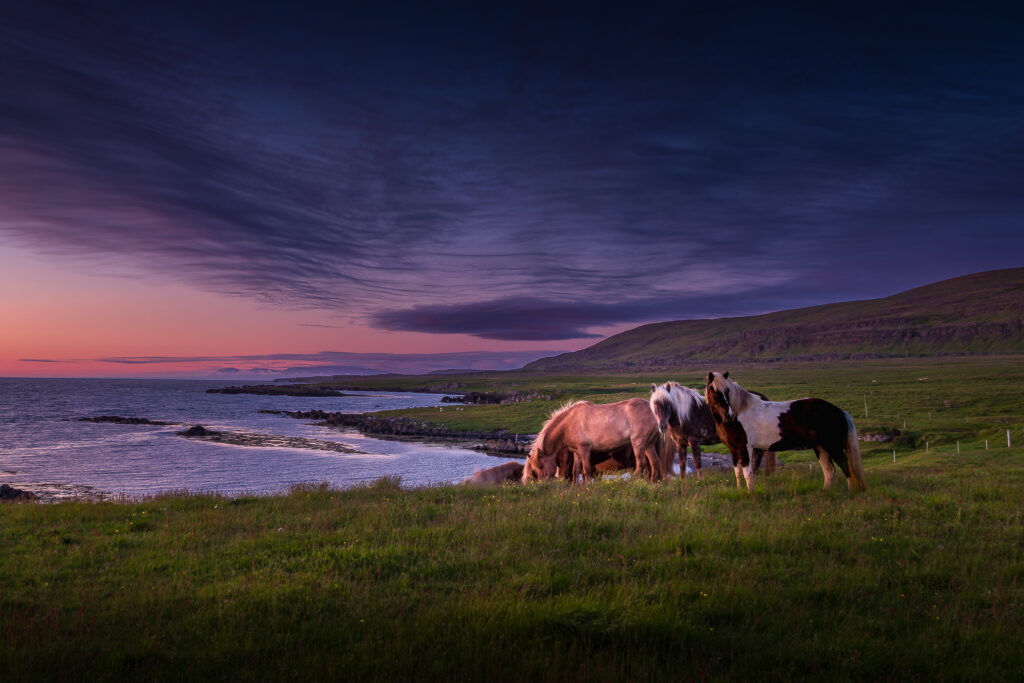 Chevaux islandais sous le soleil de minuit