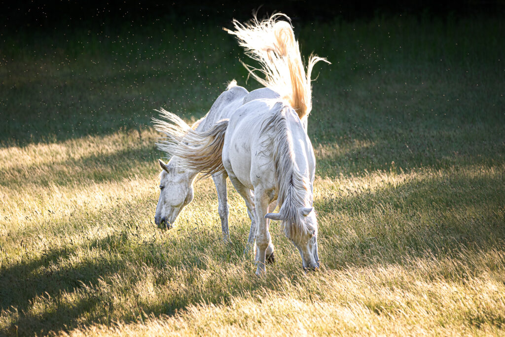 Chevaux et moucherons