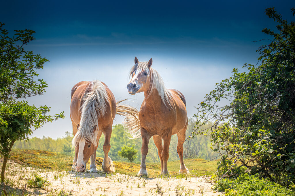 Les cabotins au soleil