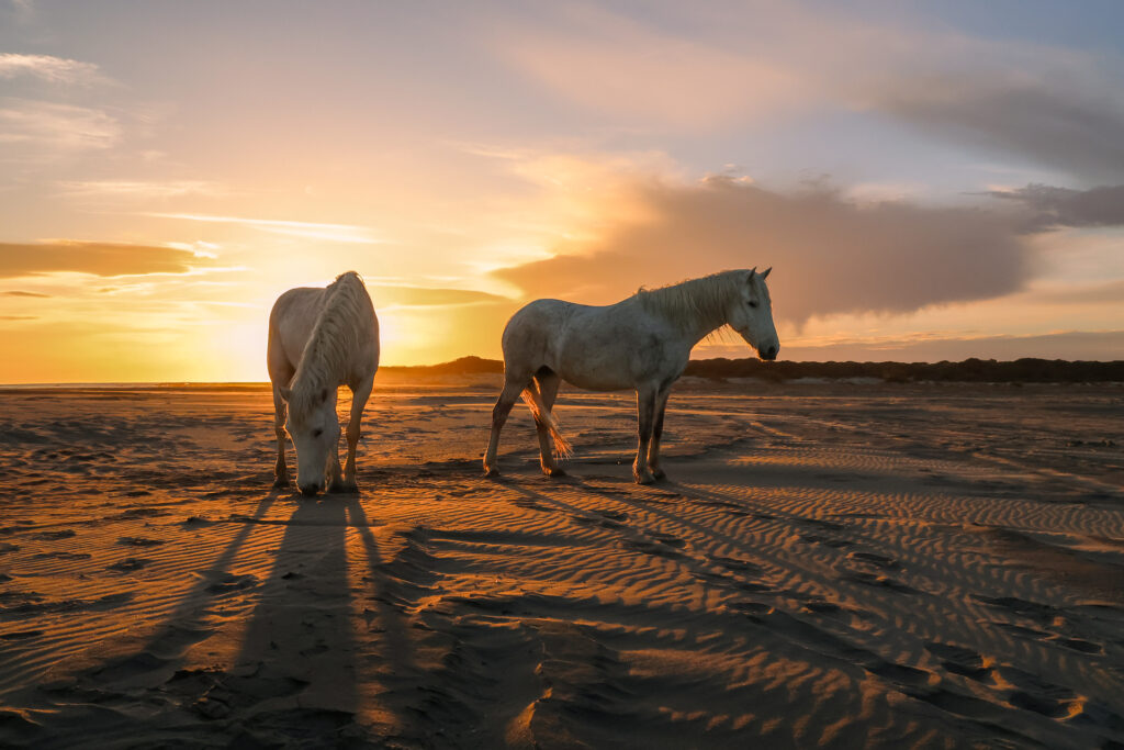 Fin de journée en Camargue
