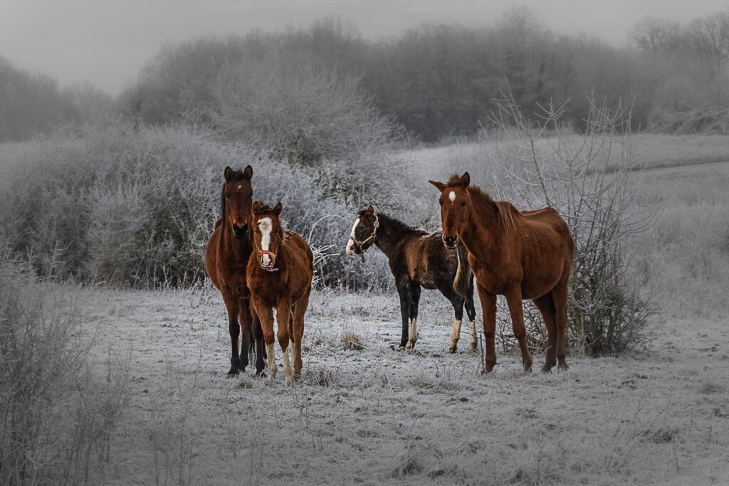 Du froid et des chevaux