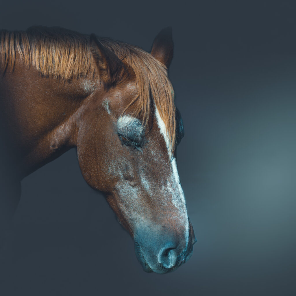 Mélancolie façon Mankey Foto