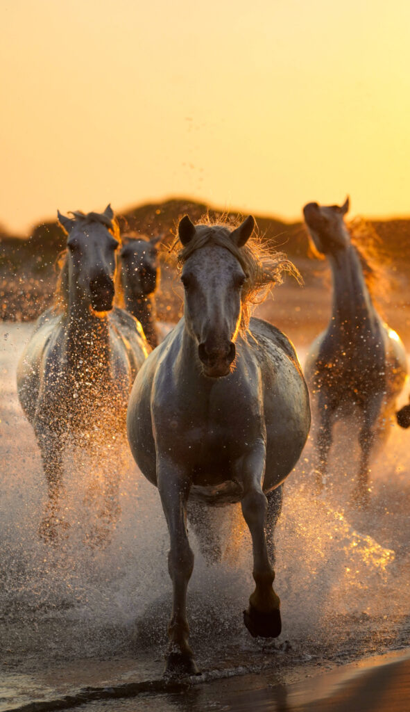 Soir d'été en Camargue