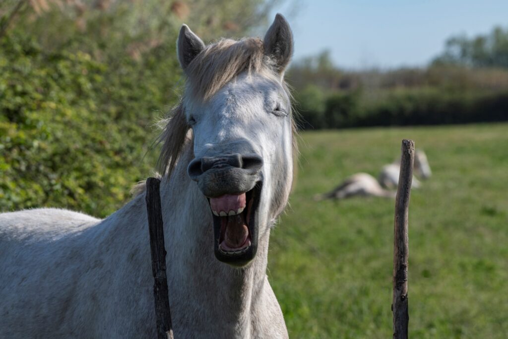 trop drôles ces photographes !!!...