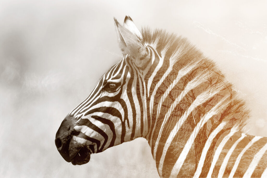 Transparence africaine