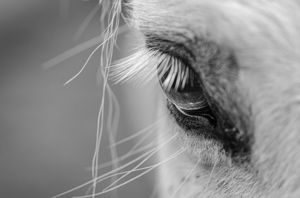 Le Roc Au Loup - Mayenne