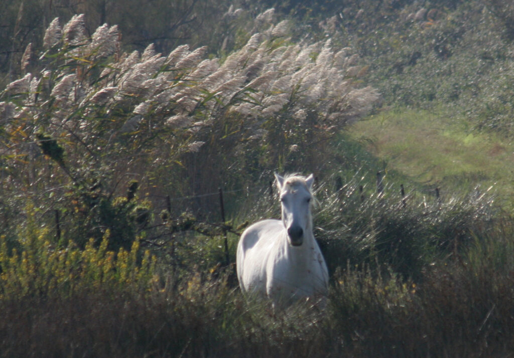 Camargue