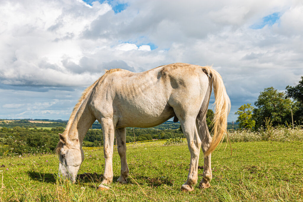 Cheval blanc au près.