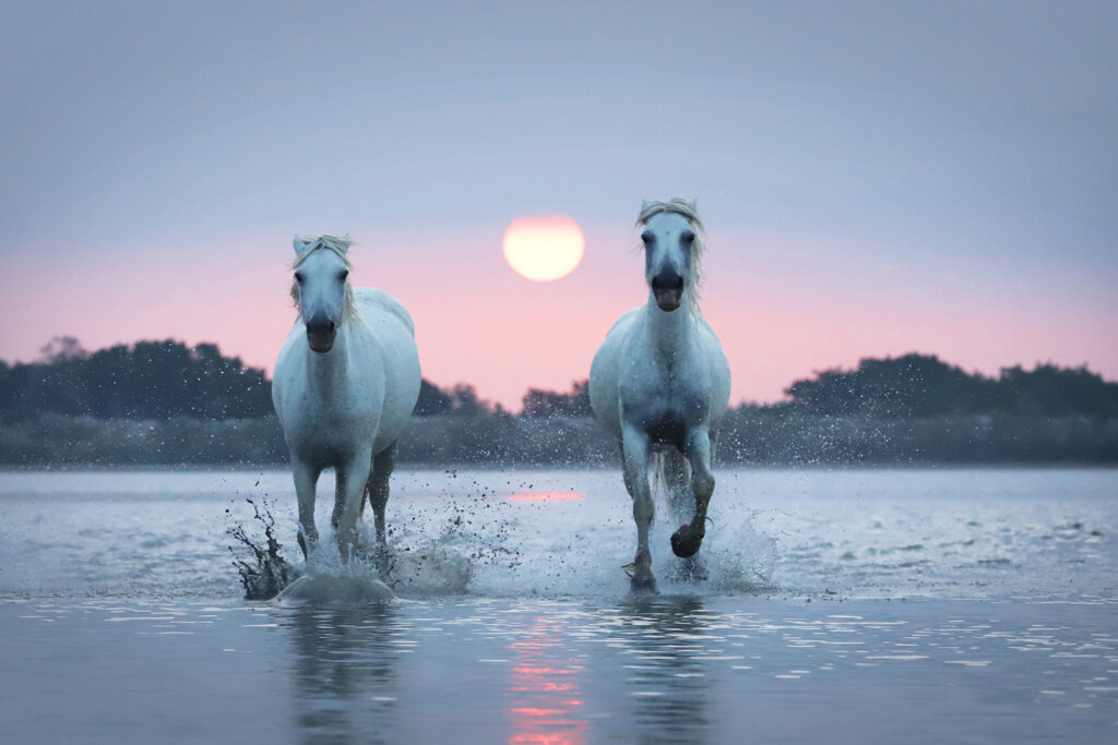 Chevaux Lever de Soleil