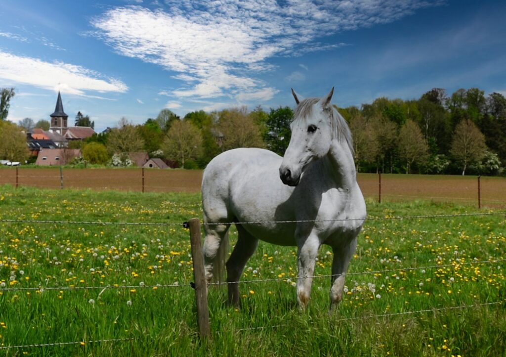 Grâce et sérénité au cœur du village