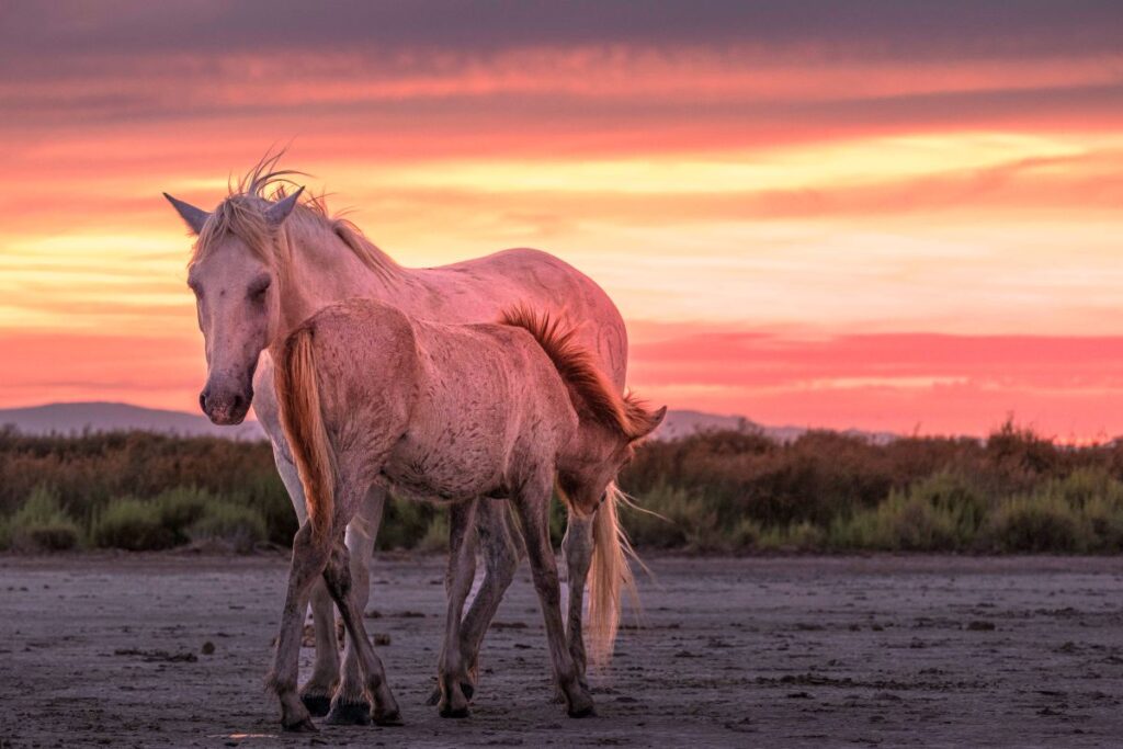 Maman et son petit en Camargue