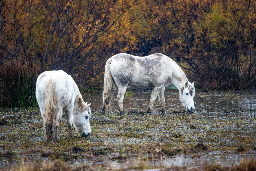 Détente camarguaise