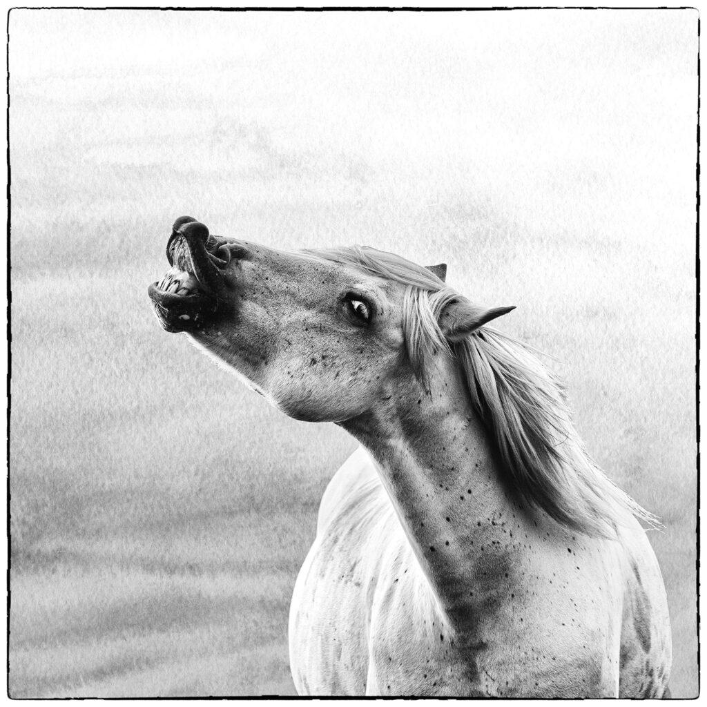 Portrait Cheval