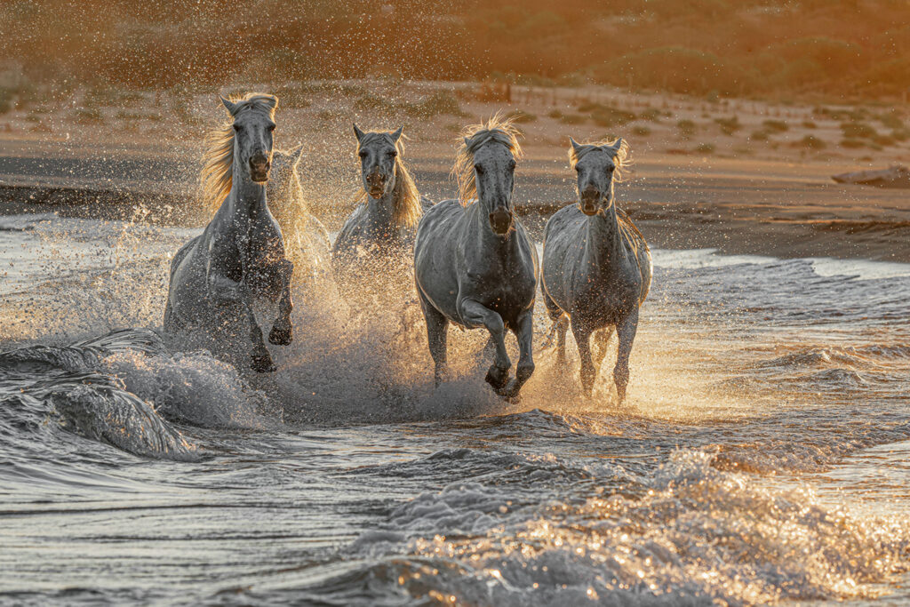 Eclat sauvage sous le feu du crépucule