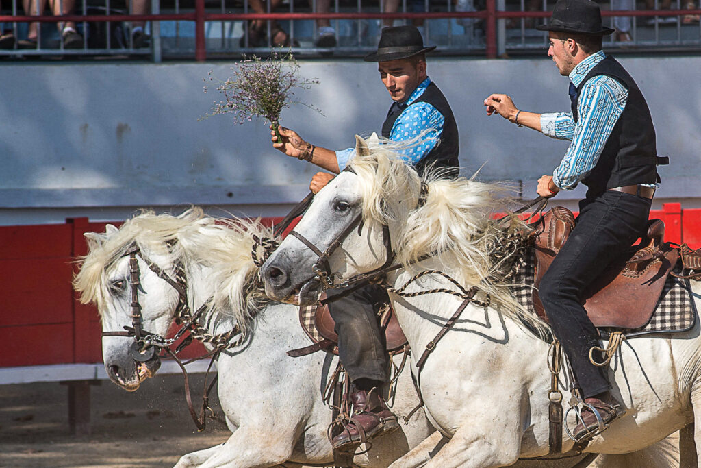 chevaux camargais