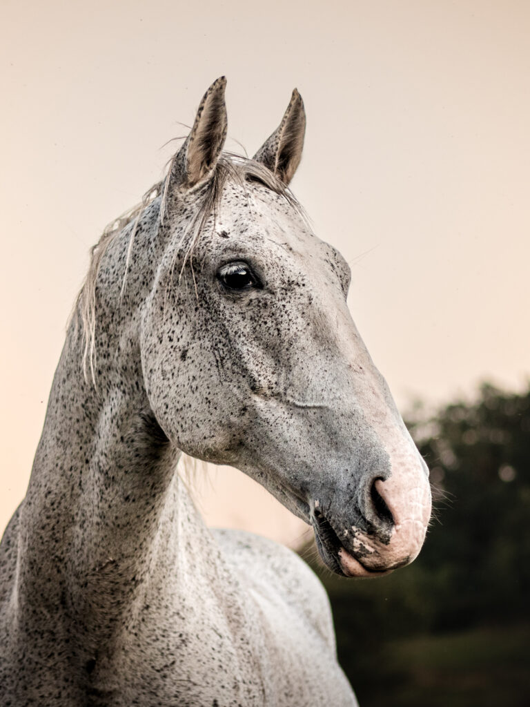 Portrait à la tombée du jour