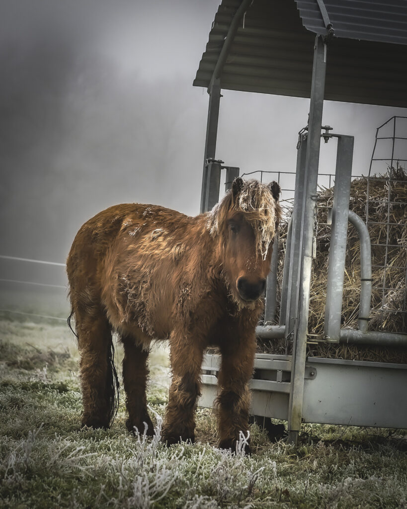 Réveil dans la brume hivernale