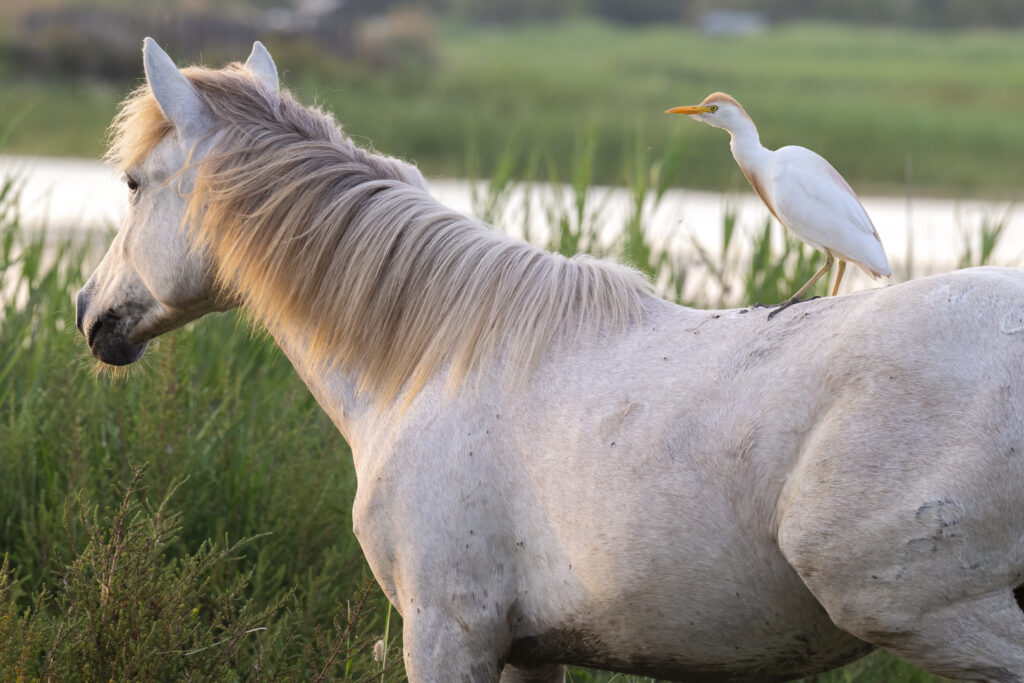 Camargue cohabitation