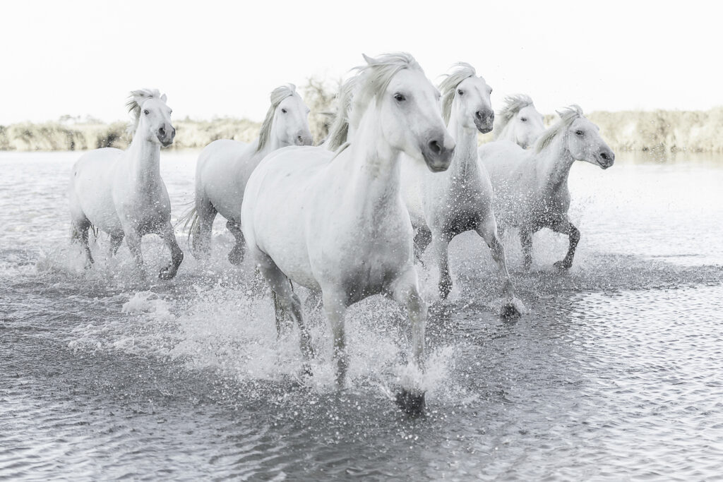 Chevaux dans les marais avec Cécile