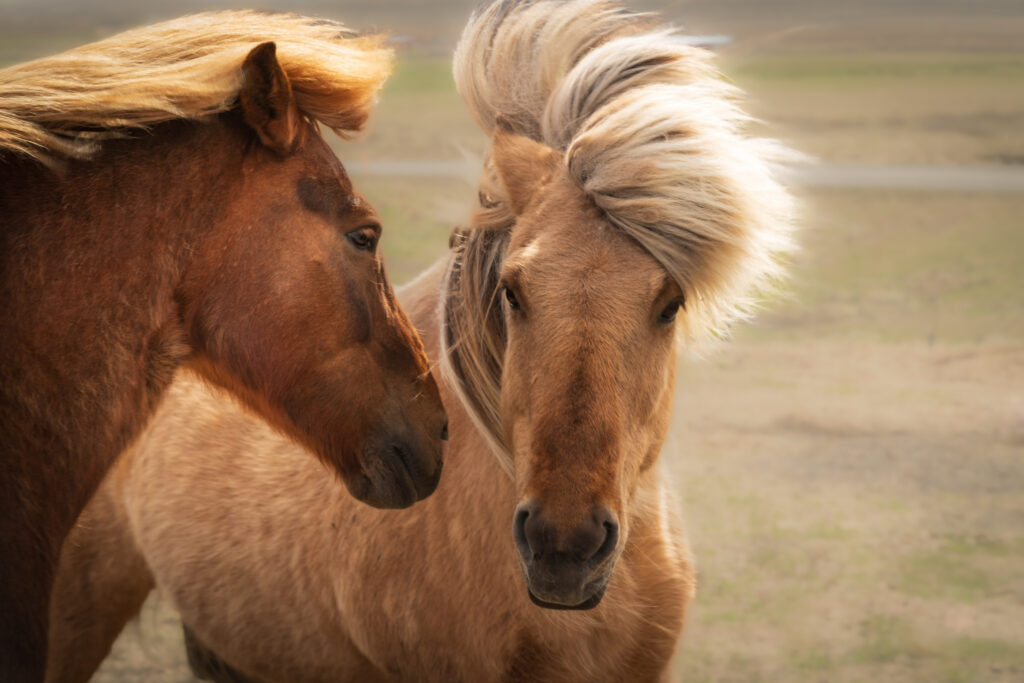 Chevaux islandais