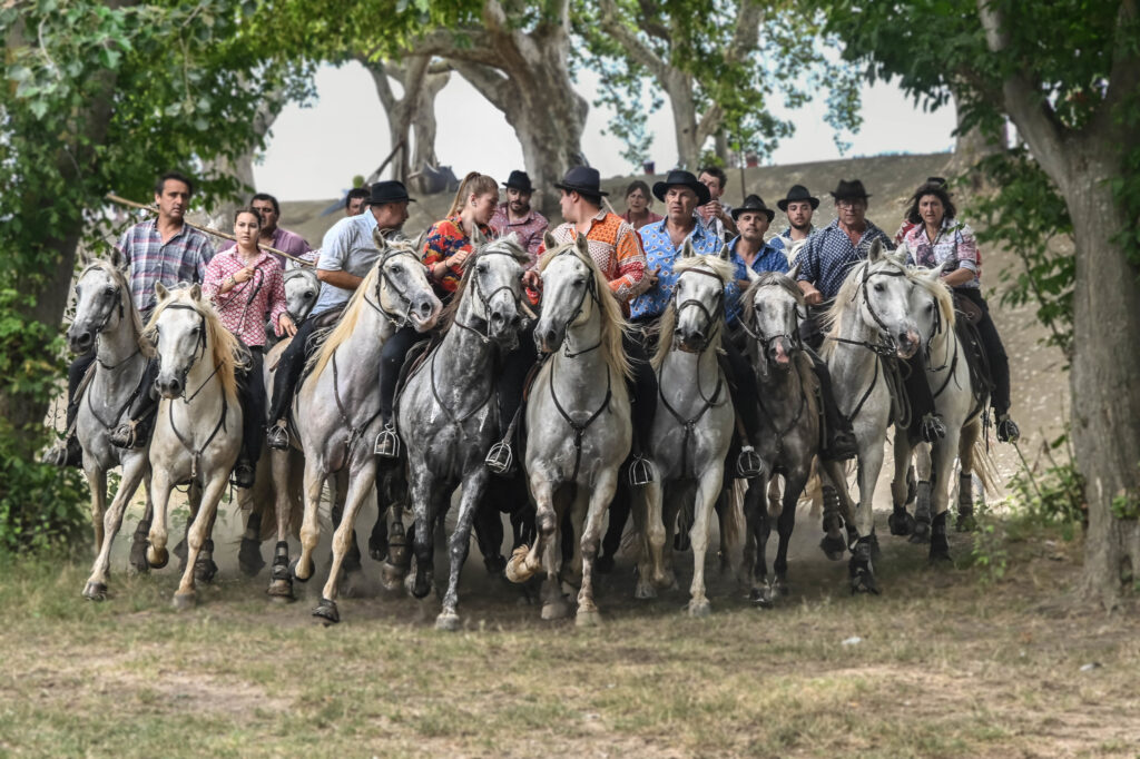 Le gaze des taureaux