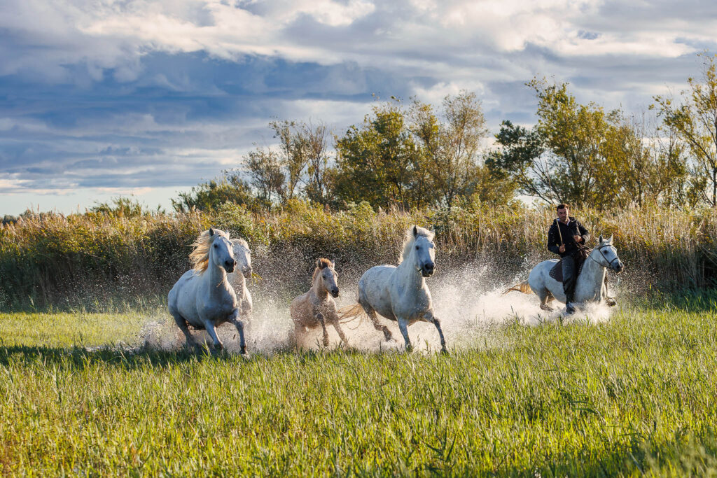 Chevaux dans les marais