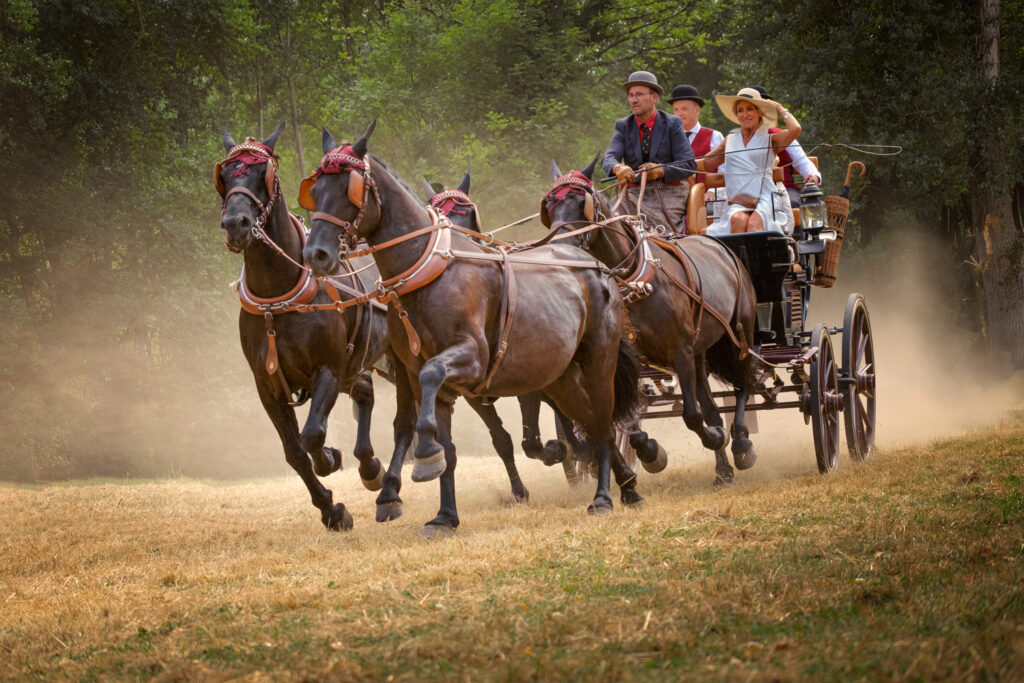 Les chevaux d'attelage