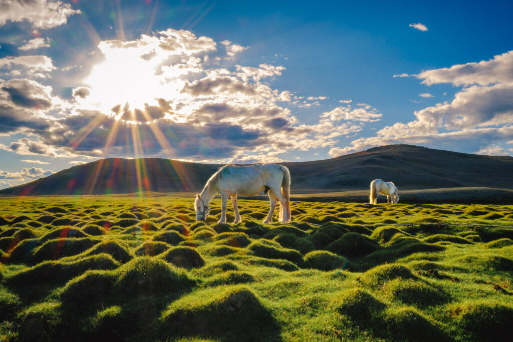 Chevaux en Mongolie