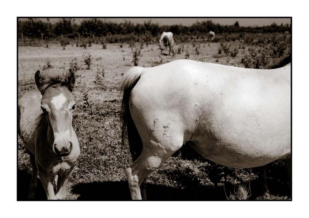 Paysage de Camargue