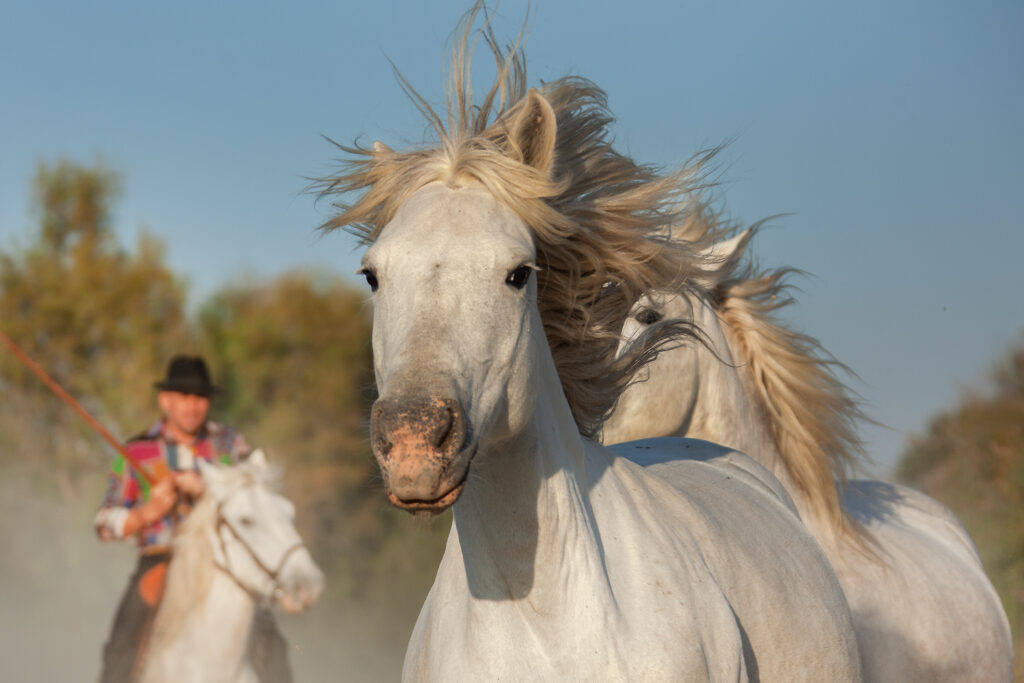 Ligne de mire équine
