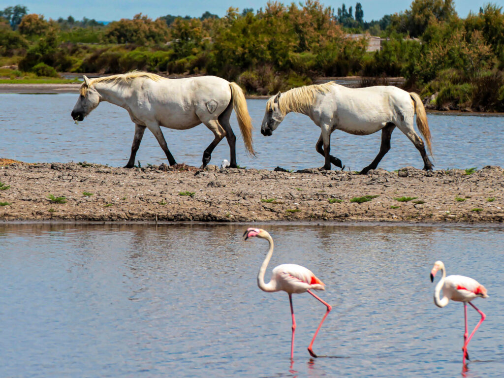 Duo chevaux Flamands