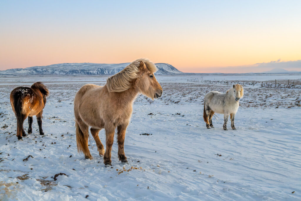 Chevaux islandais, Ölfus, -19 °C, décembre, soleil au "zénith" de la journée de 4 heures ...