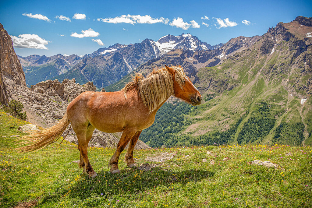 Dans le parc des Ecrins